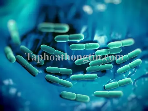 Lactobacillus là gì? Tác dụng và những điều cần lưu ý